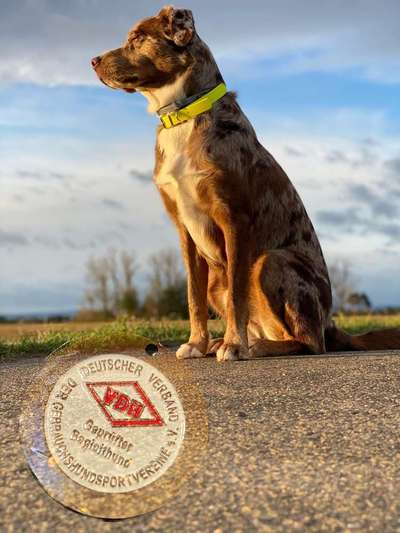 Welpen Bilder !-Beitrag-Bild