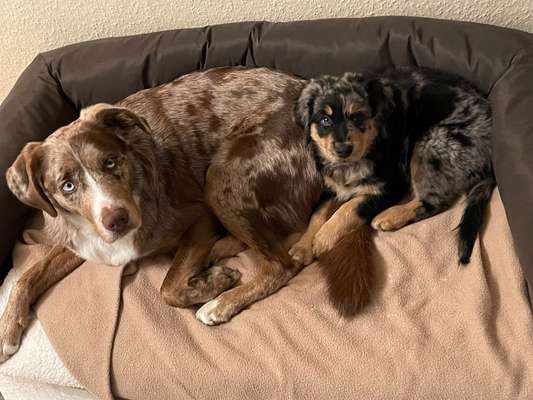 Welpen Bilder !-Beitrag-Bild