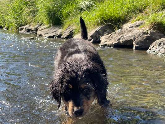 Welpen Bilder !-Beitrag-Bild