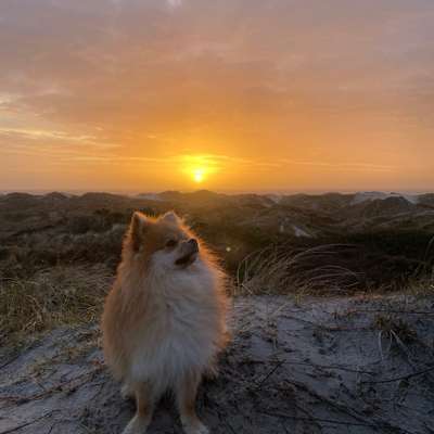 Hundetreffen-Kleine Hunde oder Welpen treffen 🫶🏻-Bild
