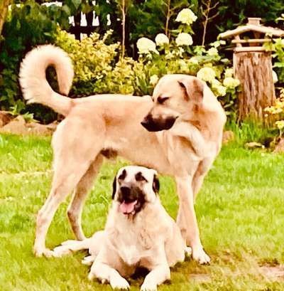 Die Dogorama Wochen Challenge "Friends will be Friends"-Beitrag-Bild