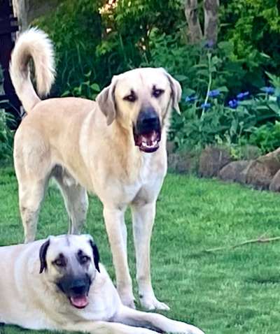 Wo sind die ganzen Molosser? Zeigt doch mal Eure Molosser-Beitrag-Bild