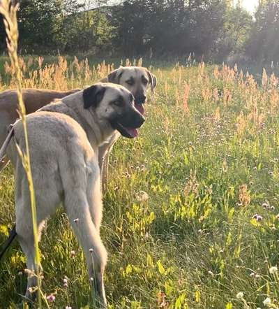 42.Fotochallenge - Eure schönen Momente beim Spaziergang-Beitrag-Bild