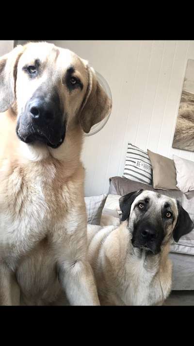 BIG LOVE :) mit 2 Hunden❣️-Beitrag-Bild