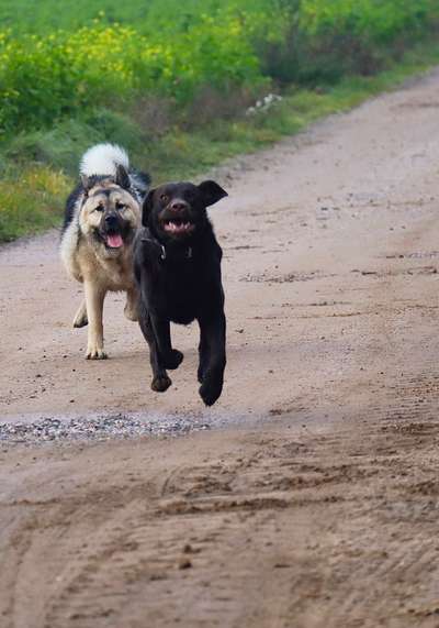 Bester Freund, Hundekumpel - zeigt her!-Beitrag-Bild