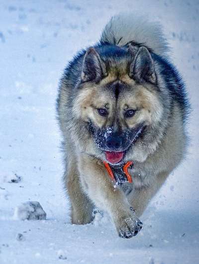 Zeigt mal die schönsten Bilder von euren Hunden !-Beitrag-Bild