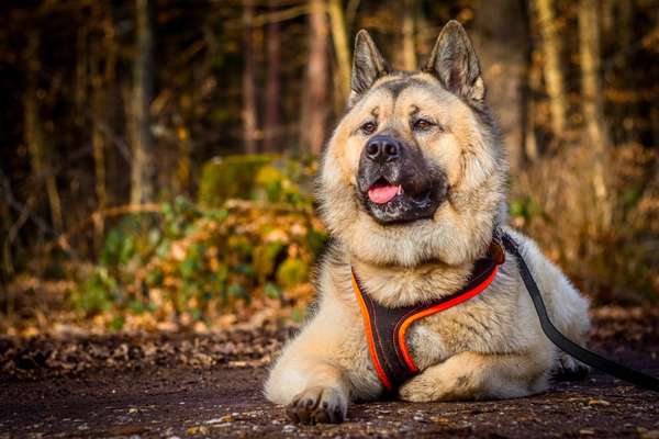 zeigt eure Hunde mit Ihren Frühlingsgefühlen:)-Beitrag-Bild