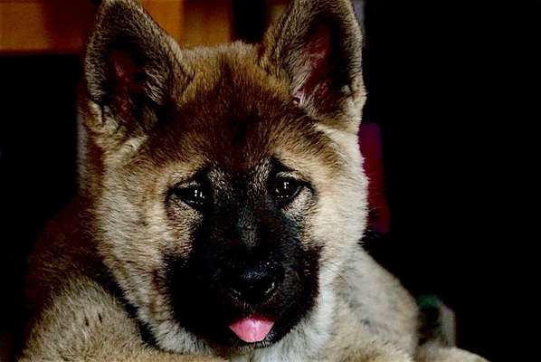 Welpen Bilder !-Beitrag-Bild