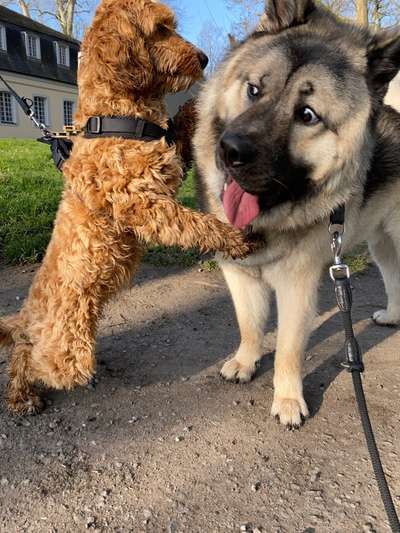 Hunde Memes-Beitrag-Bild