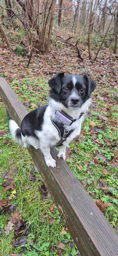 Hundetreffen-Leimen und Umgebung-Bild