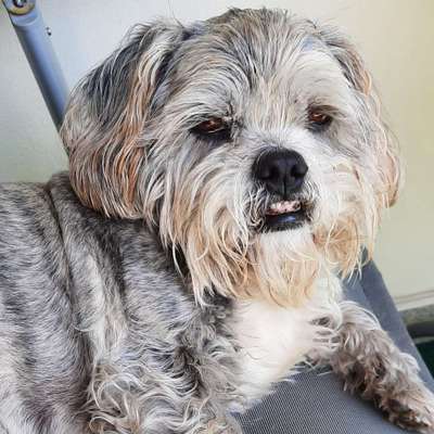 Hundetreffen-Hunde Senioren Treff-Bild