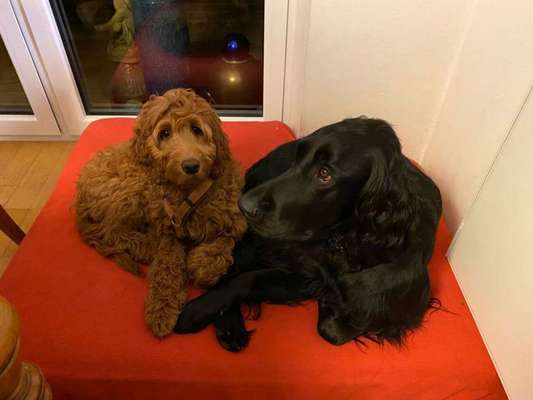 Irisch setter-Beitrag-Bild