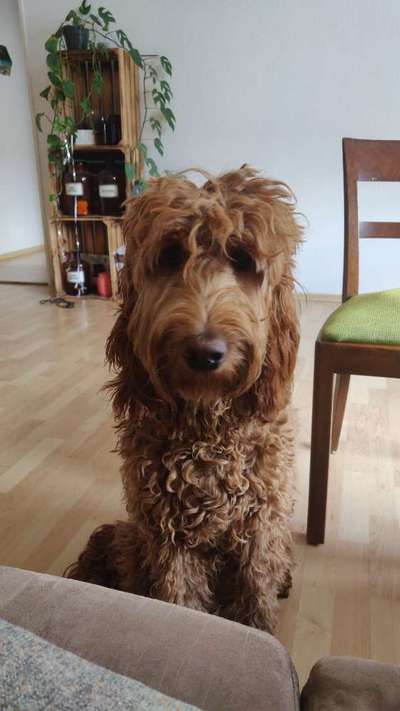 Zeigt her eure Pudel und Pudelmischlinge (:-Beitrag-Bild