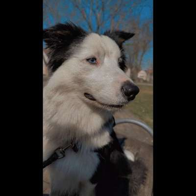 Hundetreffen-Welpen- Und Hundetreffen-Bild