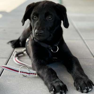 Hundetreffen-Treffen mit unserem Welpen zum Spielen-Bild