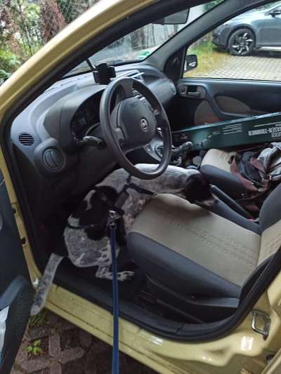 TierschutzhundeStammtisch🐕-Beitrag-Bild