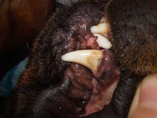 Rottweiler/-Mischlinge-Beitrag-Bild