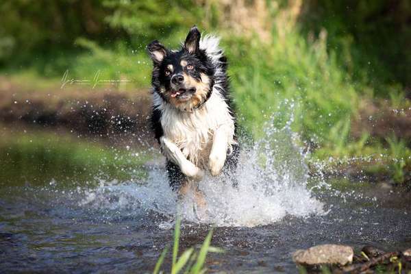 Fotochallenge Nr. 59 - Mein Hund zeigt die Zunge-Beitrag-Bild