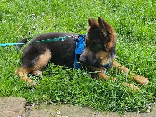 Alles rund um den Schäferhund, diskutieren erwünscht.-Beitrag-Bild