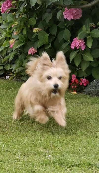 Fotochallenge 66 ~ Rennaction -Zeig deinen Hund im Lauf-Beitrag-Bild