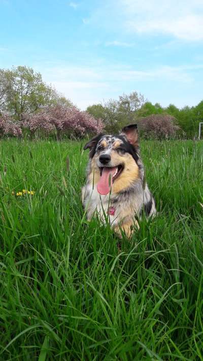 Die Dogorama Kalender Challenge Teil 3/4-Beitrag-Bild