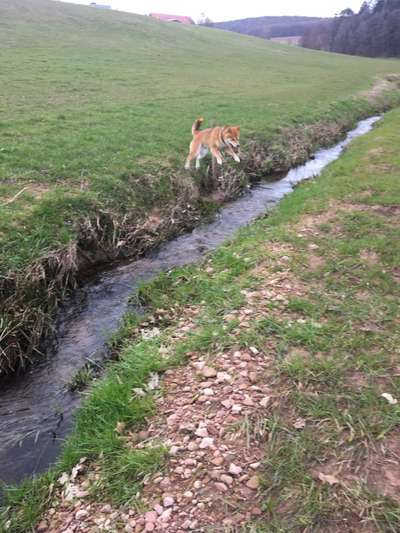 Dogorama-Monats-Challenge-Mai "Wasser"-Beitrag-Bild