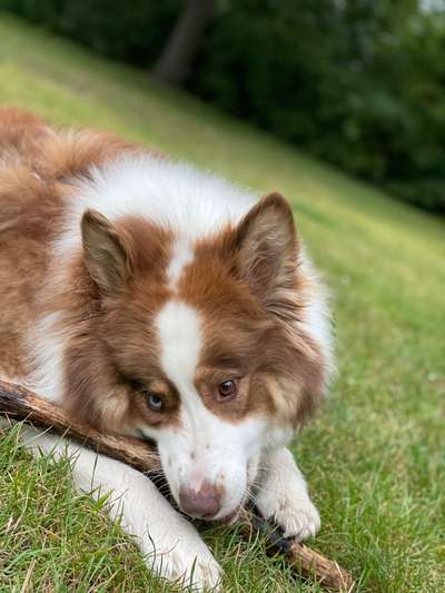 Hundeauslaufgebiet-Osterfelddamm Ecke Finkenhof-Bild