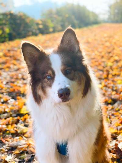 Zeichnungen eurer Hunde-Beitrag-Bild