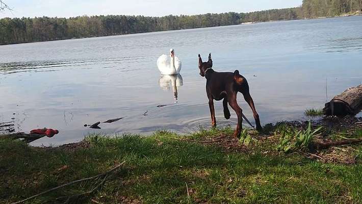 Dogorama-Monats-Challenge-Mai "Wasser"-Beitrag-Bild