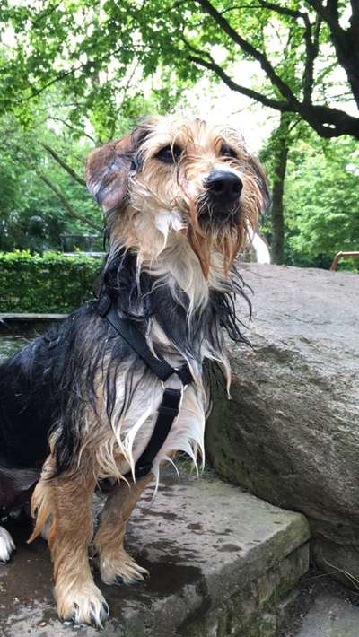 Dogorama-Monats-Challenge-Mai "Wasser"-Beitrag-Bild