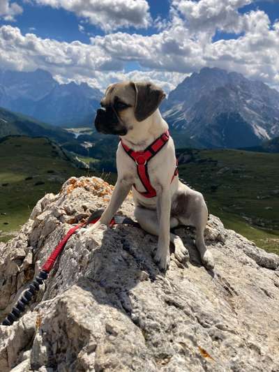 Puggle-Beitrag-Bild