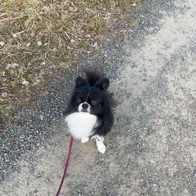 Hundetreffen-Gassirunden und Sozialer Kontakt☺️-Bild