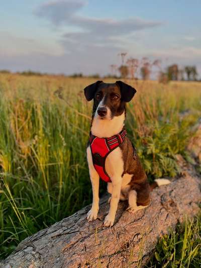 Wie sitzt mein Geschirr?-Beitrag-Bild