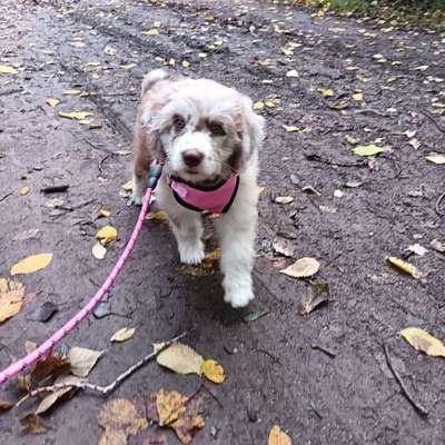 Hundetreffen-Welpentreffen-Bild