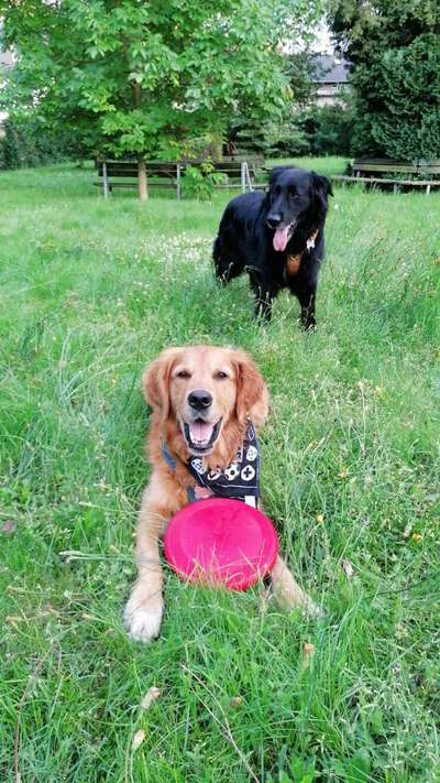 43. Fotochallenge-Zeigt mir eure Ball oder Frisbee verrueckten Hunde-Beitrag-Bild