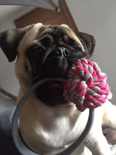 Rassen und ihre Eigenschaften-Beitrag-Bild