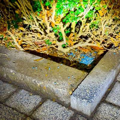 Giftköder-Blaukorn-Bild