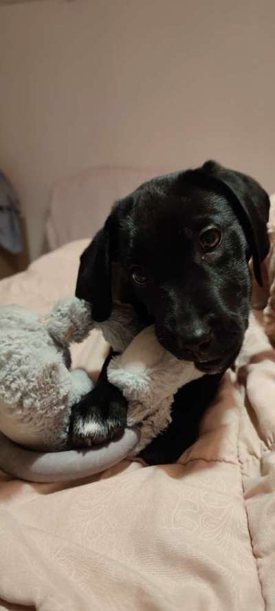 Wie kamst du zu deinem Hund?-Beitrag-Bild