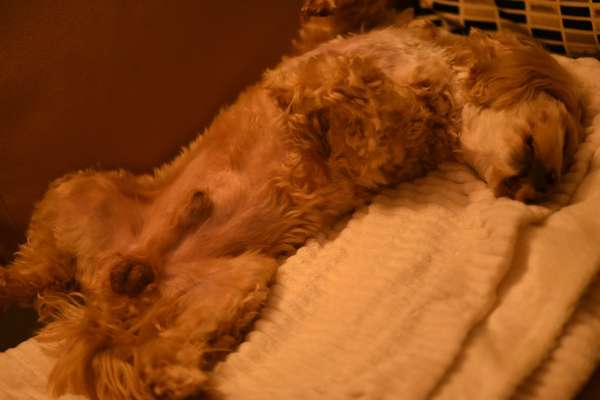 Welpen Bilder !-Beitrag-Bild