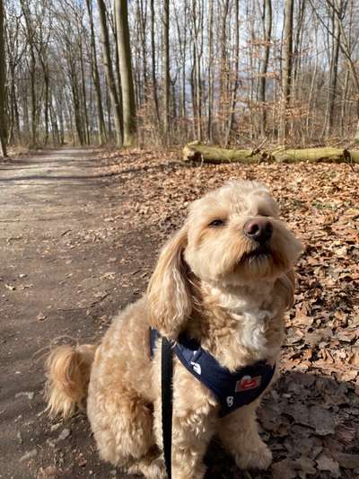 Hundeauslaufgebiet-Timmerlaher Busch-Bild