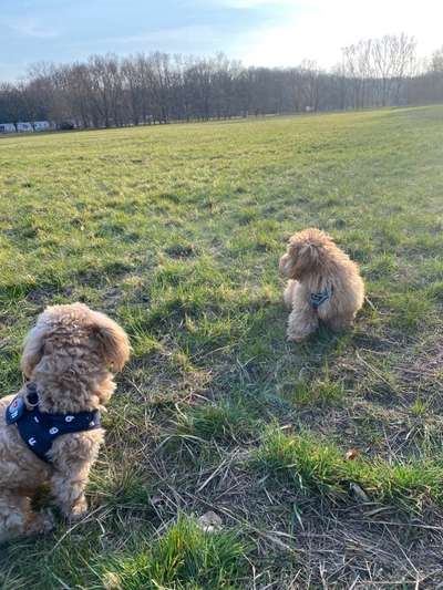 Hundeauslaufgebiet-Festwiese-Bild