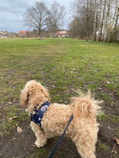 Hundeauslaufgebiet-Ballonwiese-Bild