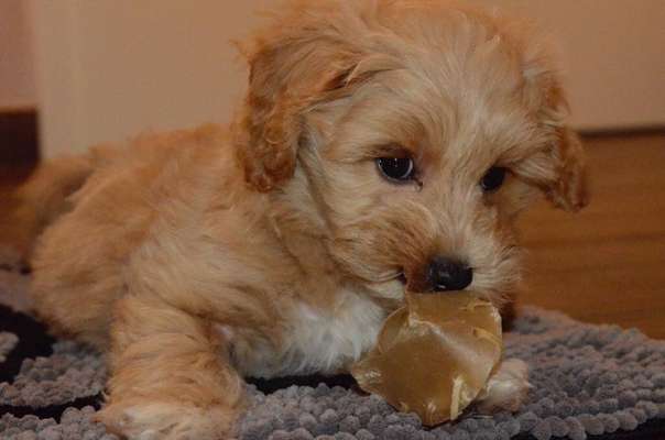 Welpen Bilder !-Beitrag-Bild