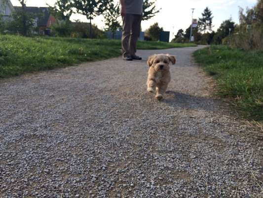 Welpen Bilder !-Beitrag-Bild