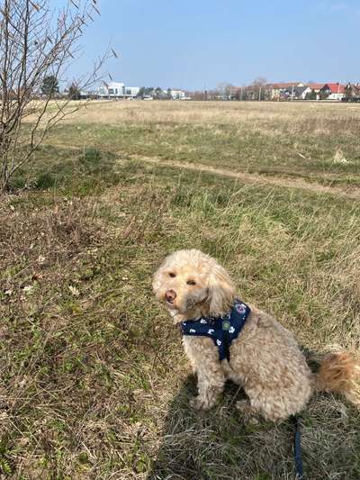 Hundeauslaufgebiet-Schule Wenden-Bild