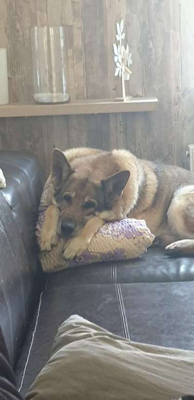 Wolfhunde Besitzer TWH oder SWH hier?-Beitrag-Bild