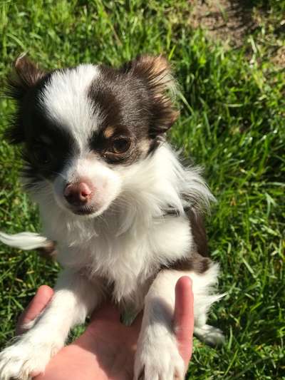 Challenge 23 : "  Euer Hund beim Frühlingserwachen "-Beitrag-Bild