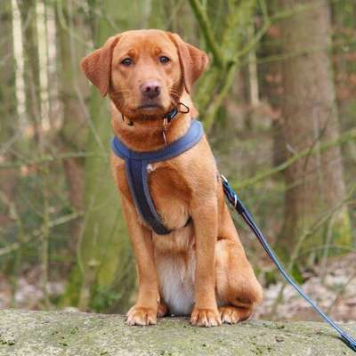 Hundetreffen-Gassi- und/ oder Trainingspartner gesucht :)-Bild