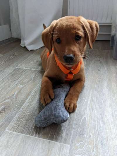 Als Welpen sind sie alle noch süßer-Beitrag-Bild