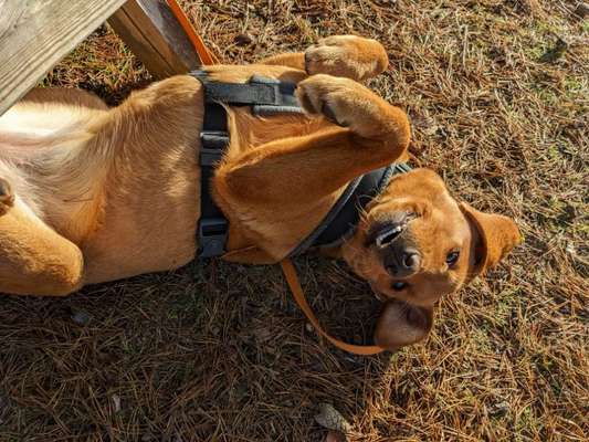 36. Handy Foto Challenge - Sonnenanbeter-Beitrag-Bild